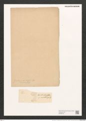 Navicula gastrum var. exigua (Greg.) Grun. (de-Toni-Nr.: Genus 1, Species 131) Zeichnungen Sammlung Grunow (NHMW-BOT-W0366703)